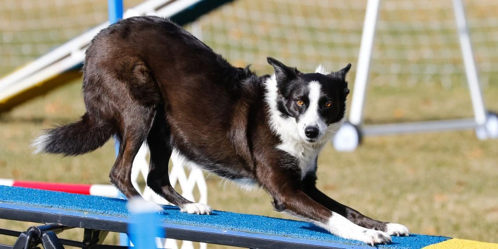 Enhancing Pet Wellness Through Sports Exploring Regenerative Healing for Animals