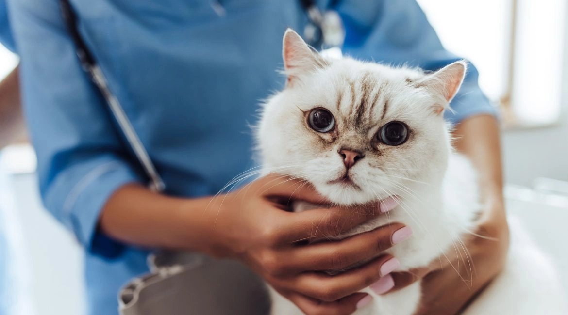 From Athlete Endurance to Pet Resilience Managing Chronic Illness Care for Pets